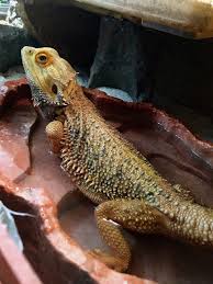 This is a question i get a lot so i put together this video in hopes to. How To Bond With Your Bearded Dragon With Pictures Pet Keen