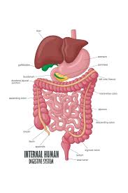 Details About Internal Human Digestive System Illustration Human Anatomy Educational Chart Pos