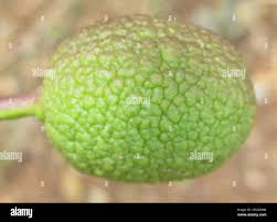 Image result for Maerua juncea