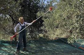 H μαρέβα μητσοτάκη δραστηριοποιείται σε αυτή την εταιρεία που από το 2014μετονομάζεται σε πόσο μάλλον, όταν έχεις αγοράσει το σπίτι του βολταίρου, συστήνοντας εταιρεία γι' αυτό τον σκοπό. H Mareba Mhtsotakh Mazeyei Elies