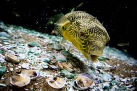 Edmonds Aquarium Shop Attracts A School Of Online Followers Heraldnet Com Aquarium Shop Fish Pet Animals