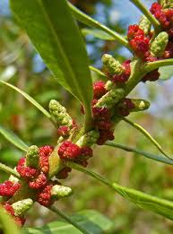 Image result for Myrica spathulata
