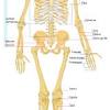 Ossicle bones are the bones of the ear. Https Encrypted Tbn0 Gstatic Com Images Q Tbn And9gctgbraybpldjl9cnvioheog9epvixok Flsilwynv9jq92j4eg2 Usqp Cau