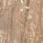 Image result for Pechuel-Loeschea leubnitziae