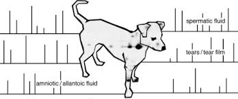126, jalan ss 24/2, 47301 petaling jaya, malaysia. Some More About Dogs Proteomics Of Neglected Biological Fluids Sciencedirect
