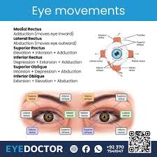 Image result for Extraocular Movement