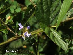 Image result for Calopogonium mucunoides