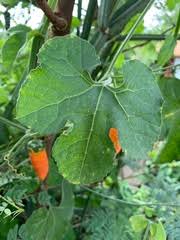 Image result for Kedrostis leloja