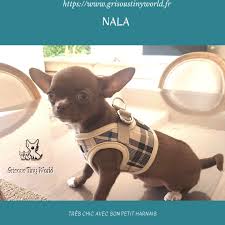 Nala Chiot Chihuahua Elevage Chihuahua Chihuahua Chiot