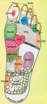Foot Pressure Point Reflexology Chart Reflexology Reflexology Chart Living Essentials Oils