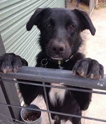 Borador Personality Border Collie Lab Mix Border Collie Dogs