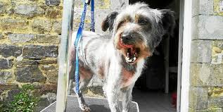 Devenir famille d'accueil chien bordeaux. Guingamp Adopter C Est Aimer Princesse Pouic Et Kaya Recherchent Une Famille Le Telegramme
