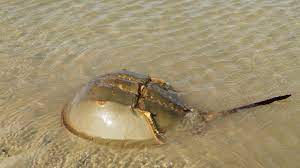 Horseshoe Crabs Ancient Arthropods That Saves Lives