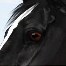 Download · sims 3 sims 3 cc sims 3 equestrian cc equestrian sims . Pure Spirit Horses Updates