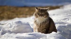 Simple background minimalism cat drawing animals. Cat Wallpapers Cute Kitten Wallpaper Cat Cartoon Wallpaper