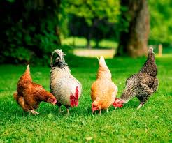 5 Important Things You Need To Know About Nutrition for Chickens