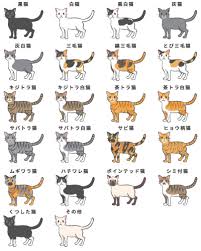 Colours coloration is a physical trait of cats that is visible, is not associated with disease conditions (with some exceptions), and that has been desirable since the beginning of the the genetics of cat coloration is a good practical example of basic genetics and of heredity. Burmese Cat Colour Chart Pflag