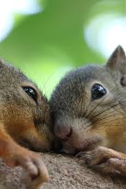 Looking for the best wallpapers? Two Squirrels 750x1334 Iphone 8 7 6 6s Wallpaper Background Picture Image