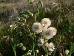 Image result for Conyza