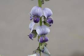 Image result for Crotalaria pisicarpa