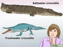 They can easily adapt to different changes in their environment. How To Tell A Freshwater Crocodile From A Saltwater Crocodile