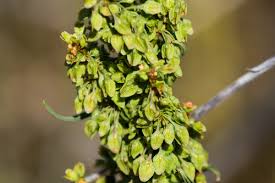 Image result for Rumex ruwenzoriensis