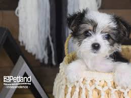Morkie Dog Male Black And White Parti 3139058 Petland Independence Mo