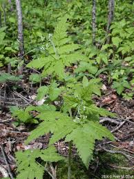 Image result for Clutia swynnertonii