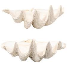 Maybe you would like to learn more about one of these? Giant Clam Shells 10 For Sale On 1stdibs