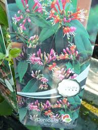 Lonicera henryi (kamperfoelie/groenblijvend) goedkoop online kopen bij clematisonline.be | ✔ altijd laagste prijsgarantie ✔ 100% groeigarantie. Lonicera Henryi Nienhuis Boomkwekerijen