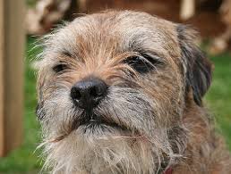 Hair In The Eyes And A Beard Small Dog Photos Dog Life Border Terrier