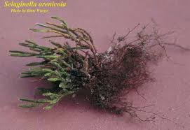 Image result for Spragueanella