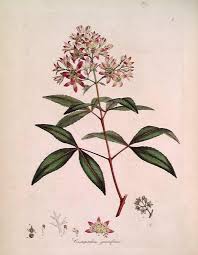 Image result for Cunoniaceae
