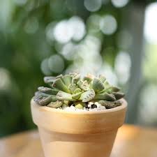 Pin On Succulents