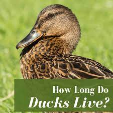 How long ducks live depends largely on a few different factors, such as: How Long Do Ducks Live Top Pet Breeds