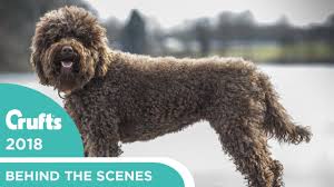 Maybe you would like to learn more about one of these? Barbet Dog Breeders And Information In Canada Canadogs
