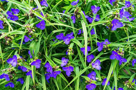 But we are not virginia and we are not d.c. Tradescantia Virginiana Virginia Spiderwort