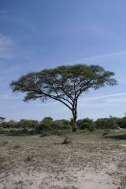 Image result for Acacia schweinfurthii