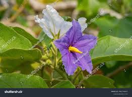 Image result for Solanum wrightii