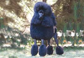 We did not find results for: Poodle Standard Breeds