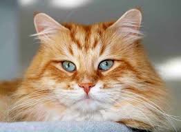 The wegie arrived in norway hundreds, and perhaps even thousands of years ago. Siberische Kat Norwegian Forest Cat Siberian Cat Siberian Forest Cat