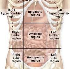 If you plan to enter a healthcare profession such as nursing. Abdominal Regions And Quadrants Anatomy And Physiology Textbook Human Anatomy And Physiology Body Anatomy