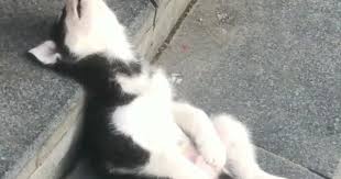 ボード 可愛い犬 のピン