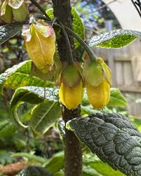 Image result for Volkameria glabra