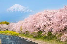 5 Best Cherry Blossom Spots Around Mt Fuji 2021 Japan Web Magazine