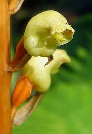 Image result for Gastrodia rwandensis