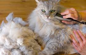 Since senior cats may have more matted cat hair and need more help grooming than younger if soiled fur is a frequently encountered problem, your cat's groomer or veterinarian can provide a a cat flea comb, especially if your cat goes outside or shares a home with a dog. Matted Cat Fur Solutions Lovetoknow