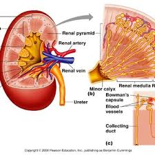 Blood vessels anatomy and physiology anatomy drawing diagram / the process of tubular secretion helps to secrete the urea from the blood to the collecting duct which is finally excreted in form of urine. Macroscopic Anatomy Of The Kidney Principles Of Human Physiology Download Scientific Diagram