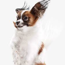 High meat content,medium fat and low carbohydrate levels ensure a well balanced food source. Fresh Food For Dogs And Cats Delivered Nom Nom