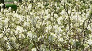 Image result for Hamamelidaceae